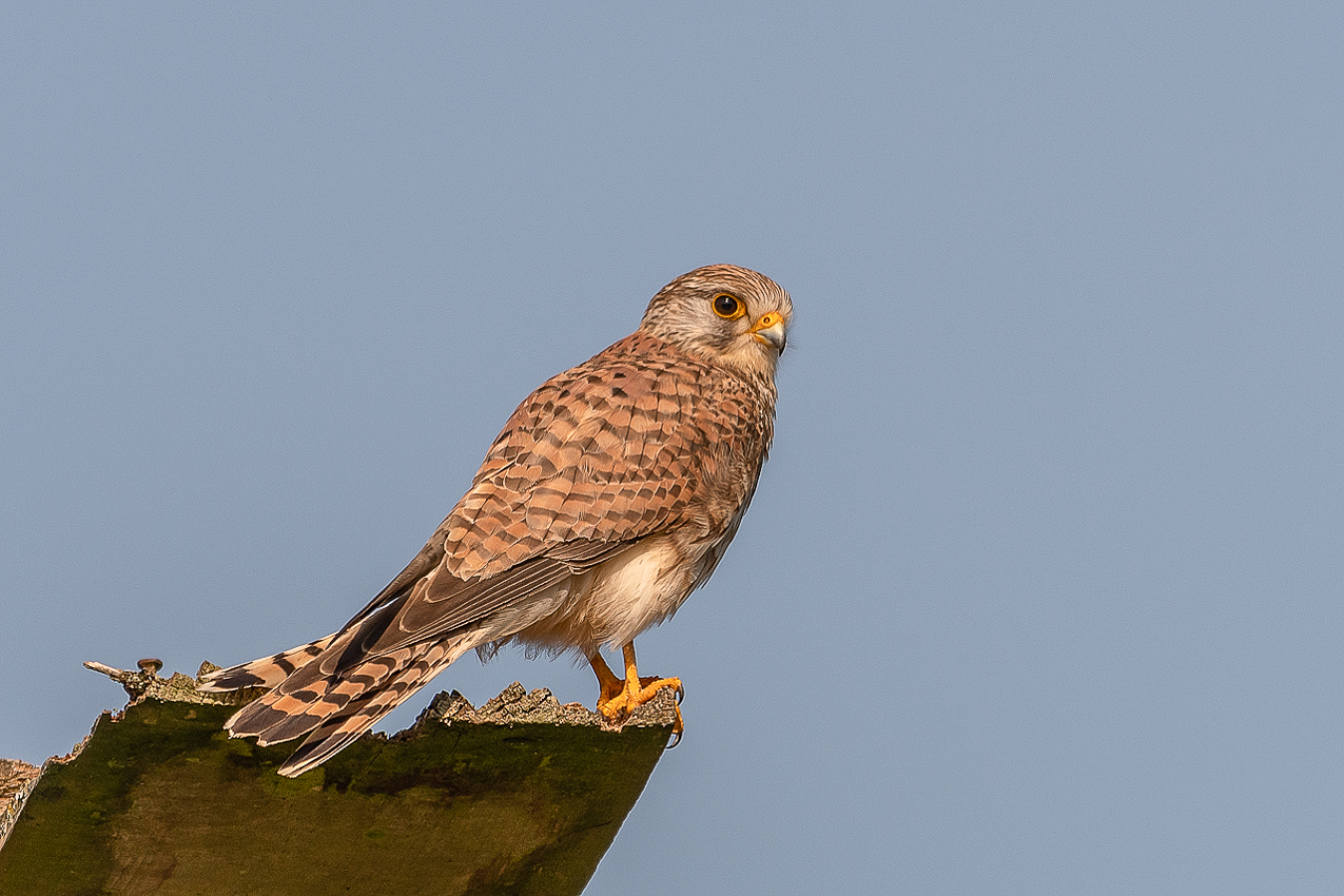 Turmfalke (Falco tinnunculus)