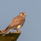 Turmfalke (Falco tinnunculus)