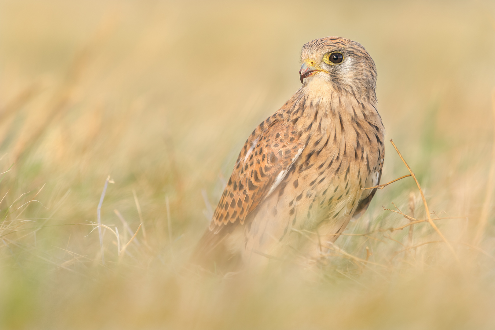 Turmfalke (Falco tinnunculus)