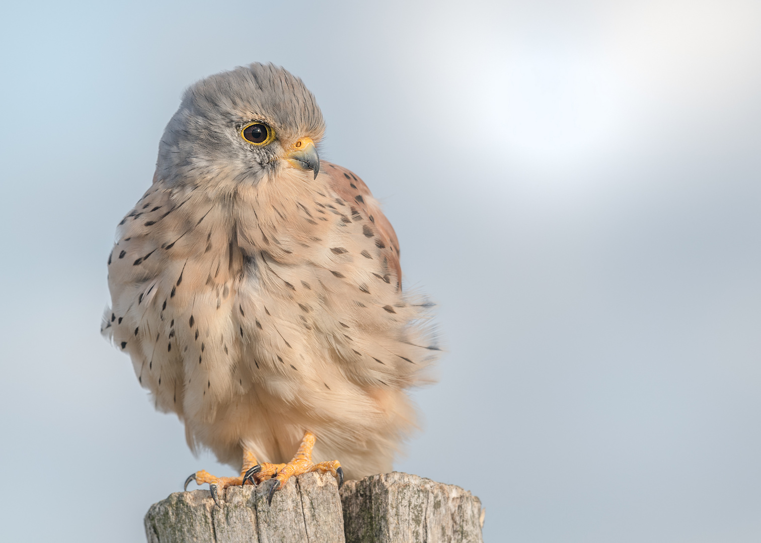 Turmfalke (Falco tinnunculus)