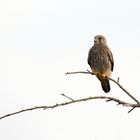  Turmfalke (Falco tinnunculus)