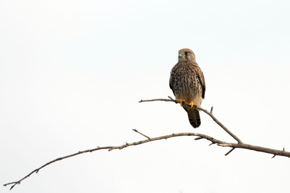  Turmfalke (Falco tinnunculus)