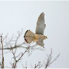 Turmfalke (Falco tinnunculus)