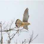 Turmfalke (Falco tinnunculus)