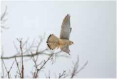 Turmfalke (Falco tinnunculus)