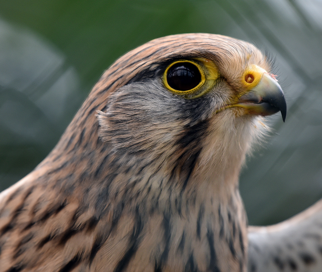 Turmfalke (Falco tinnunculus)