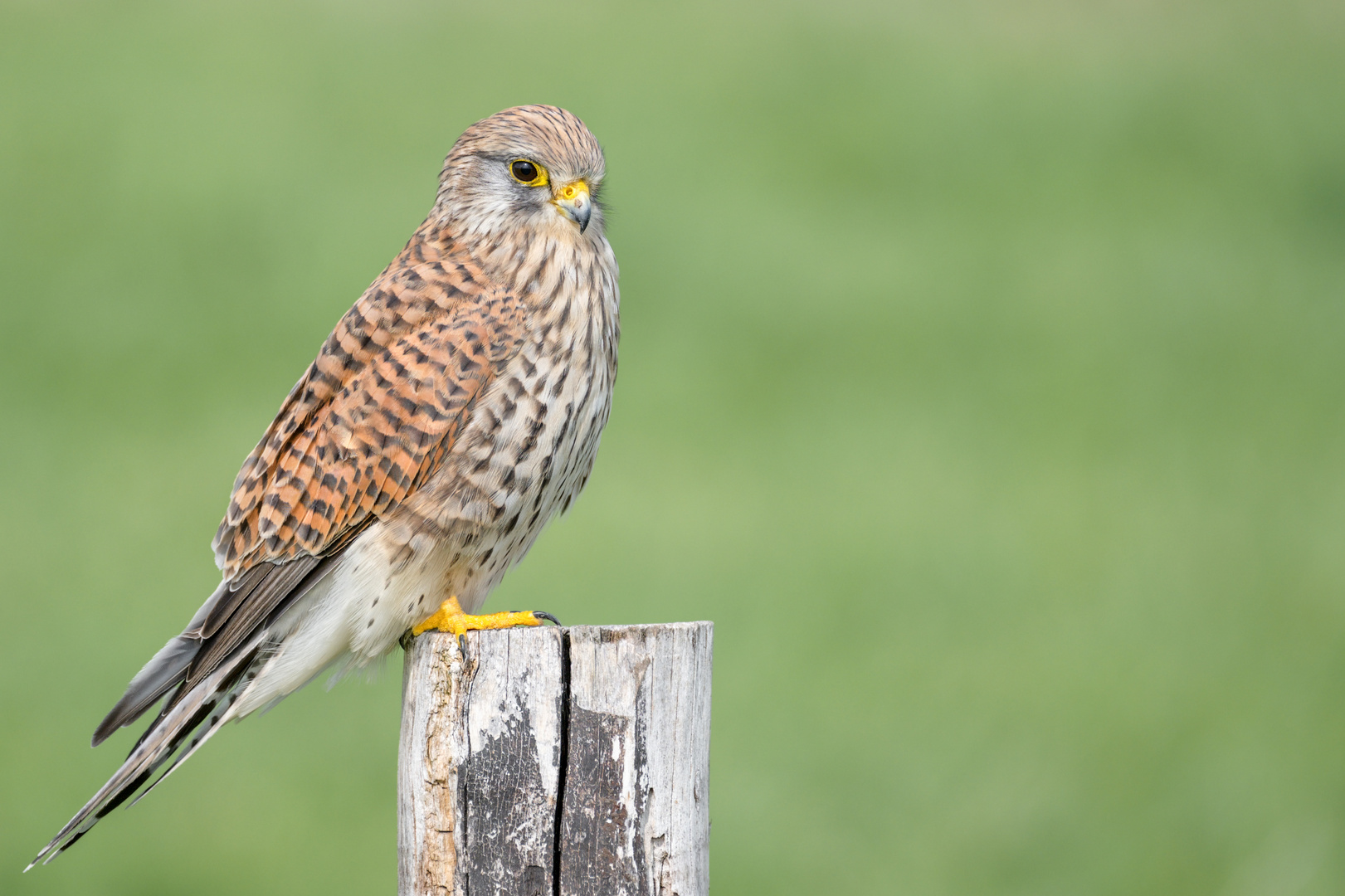 Turmfalke (Falco tinnunculus)