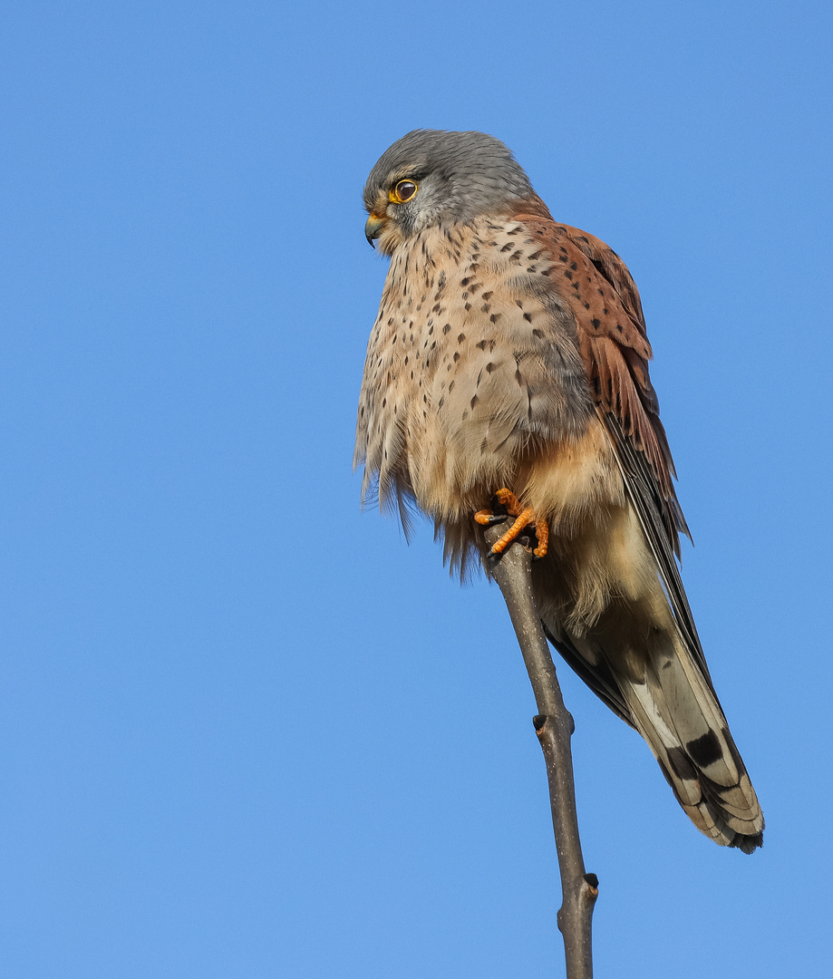 Turmfalke (Falco tinnunculus)