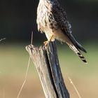 Turmfalke (Falco tinnunculus)