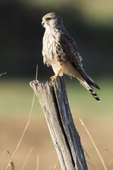 Turmfalke (Falco tinnunculus)