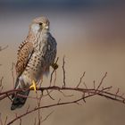 Turmfalke (Falco tinnunculus) ...