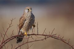 Turmfalke (Falco tinnunculus) ...