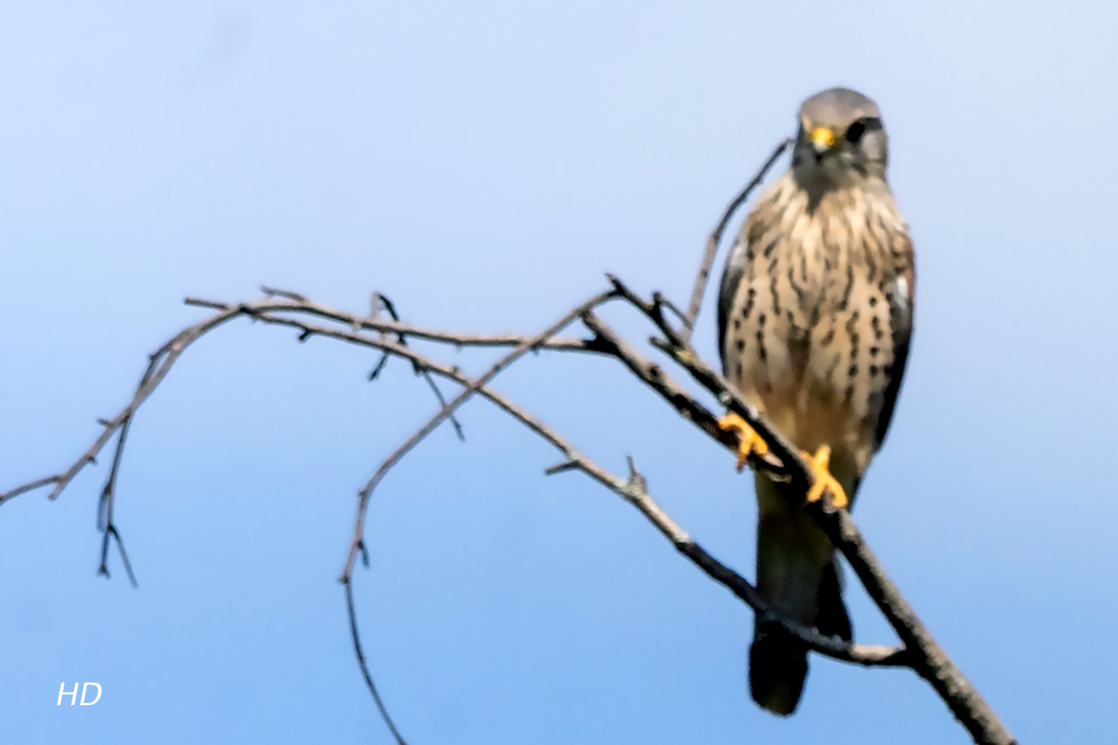 Turmfalke (Falco tinnunculus)