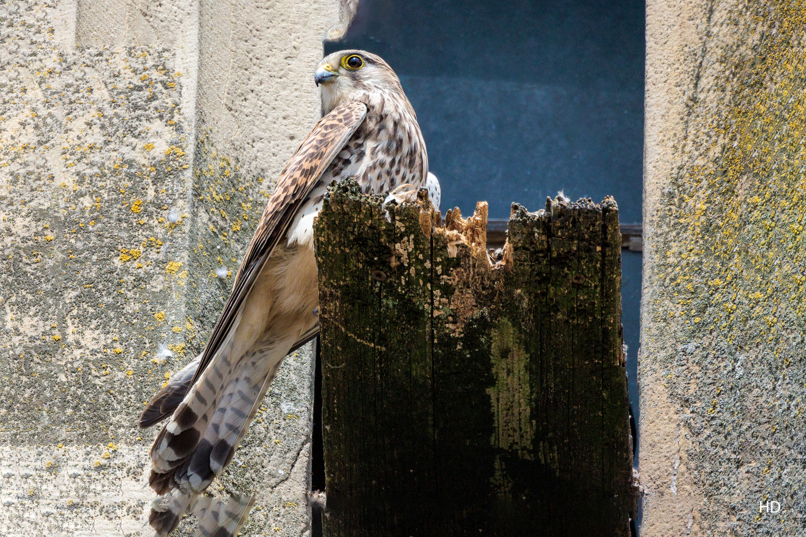 Turmfalke (Falco tinnunculus)