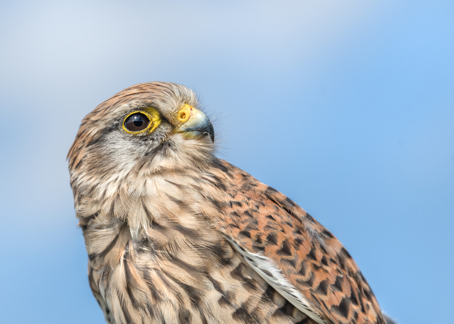 Turmfalke (Falco tinnunculus)