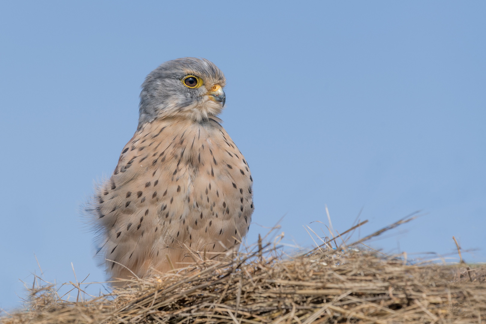  Turmfalke (Falco tinnunculus)