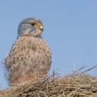  Turmfalke (Falco tinnunculus)