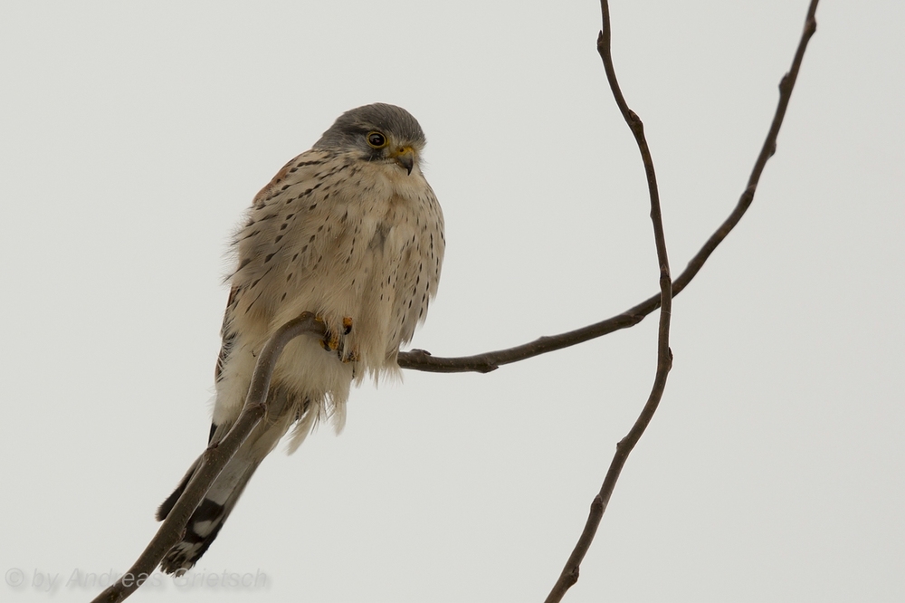 Turmfalke (Falco tinnunculus)