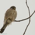 Turmfalke (Falco tinnunculus)