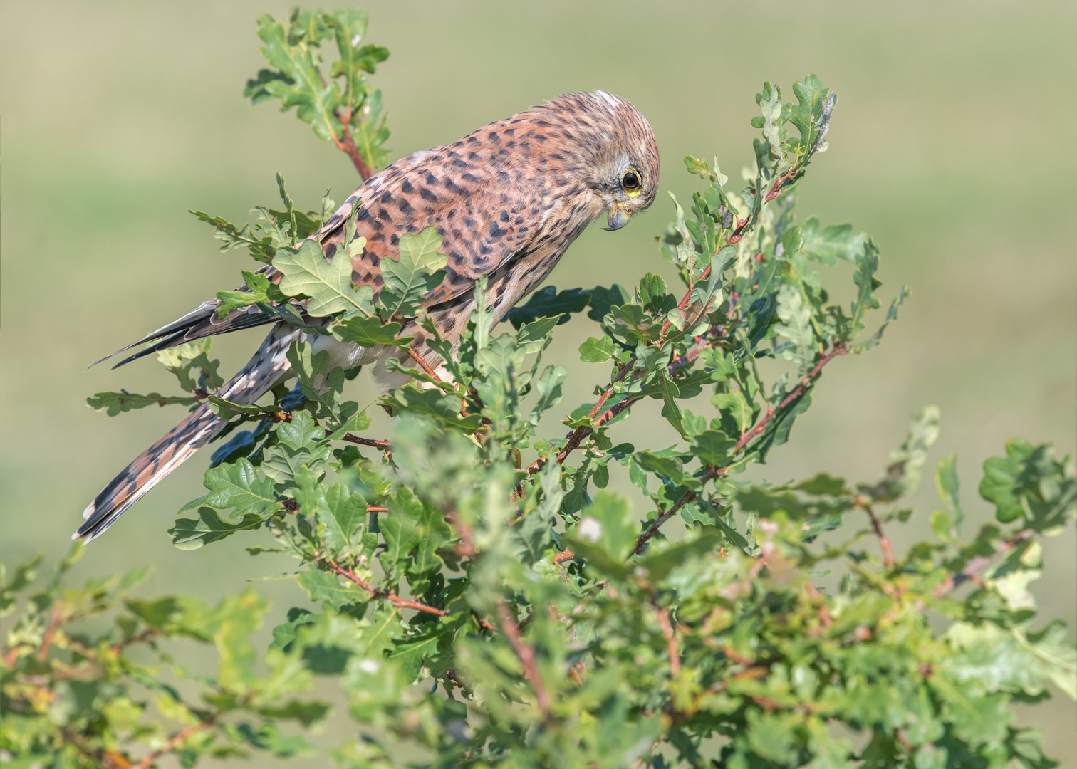 Turmfalke (Falco tinnunculus)