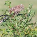 Turmfalke (Falco tinnunculus)