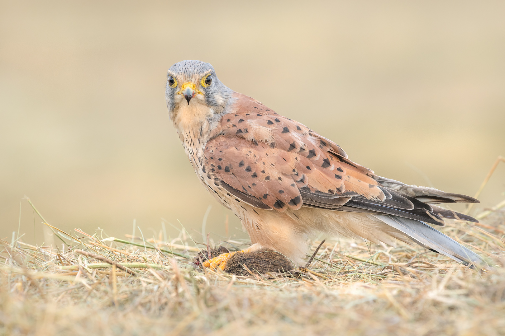 Turmfalke (Falco tinnunculus)