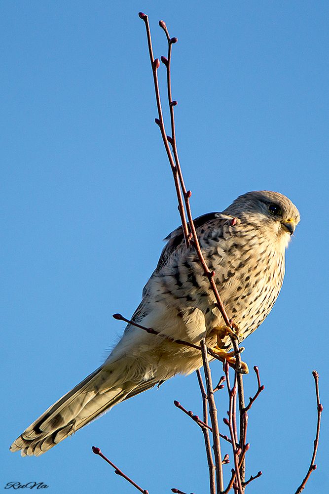 Turmfalke  - Falco tinnunculus