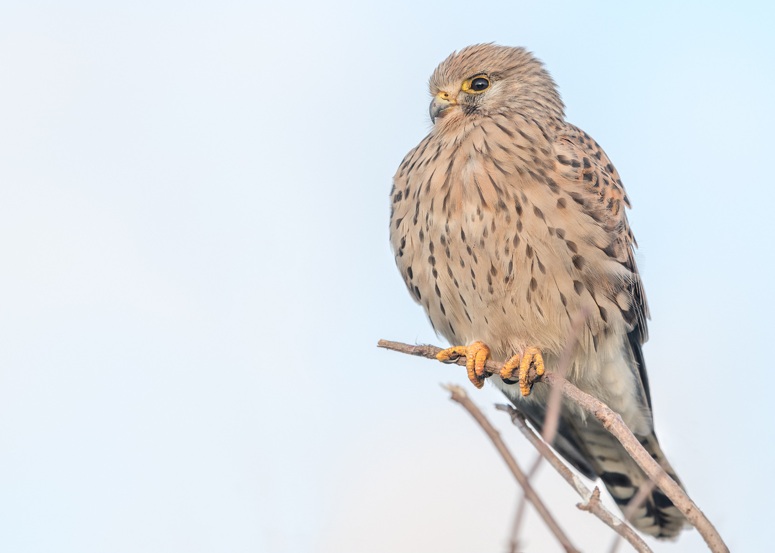 Turmfalke (Falco tinnunculus)