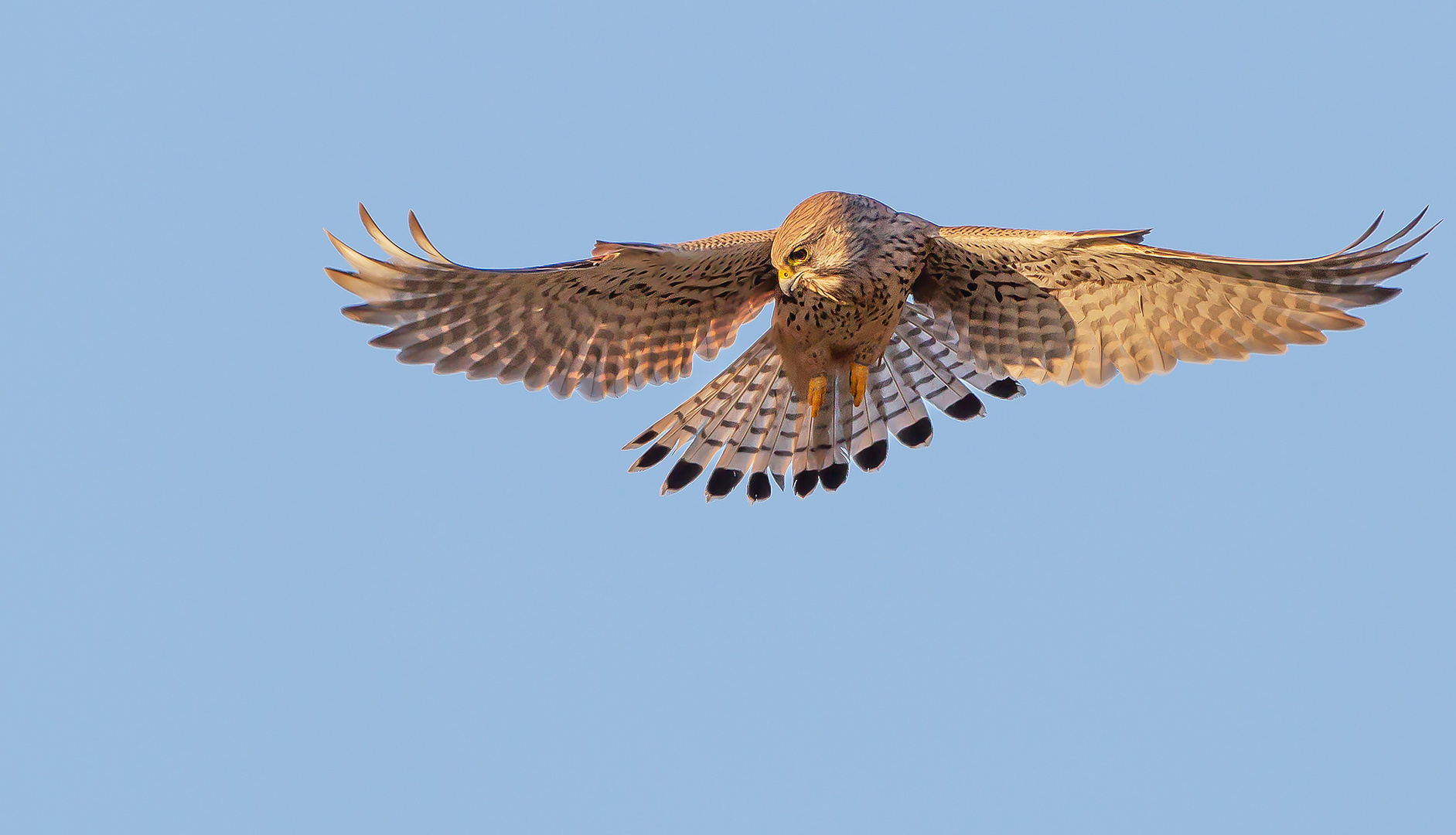 Turmfalke (Falco tinnunculus)