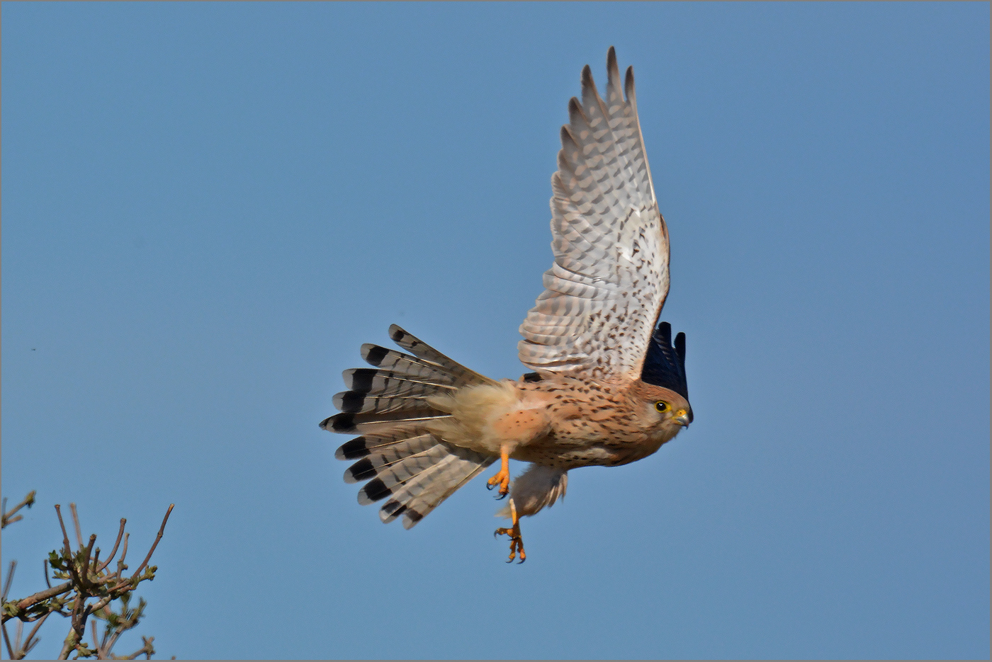 Turmfalke  -  Falco tinnunculus