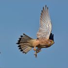 Turmfalke  -  Falco tinnunculus