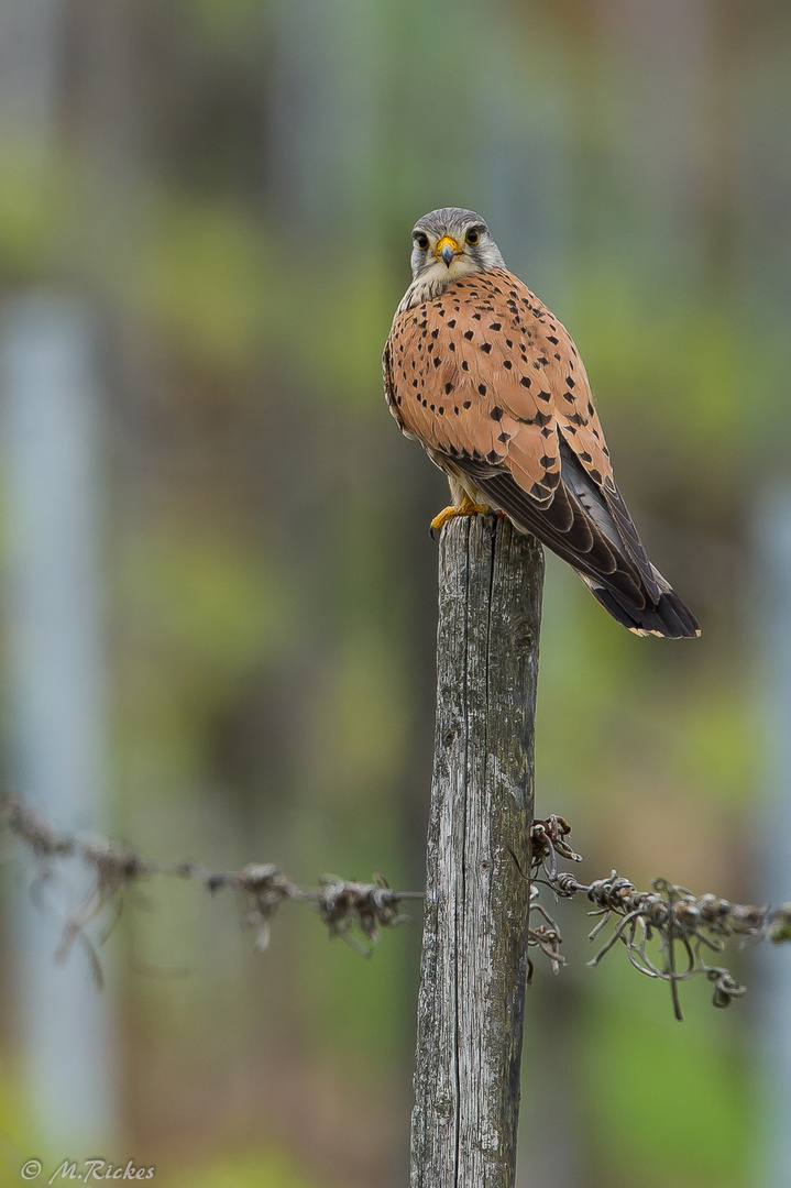 Turmfalke (Falco tinnunculus)