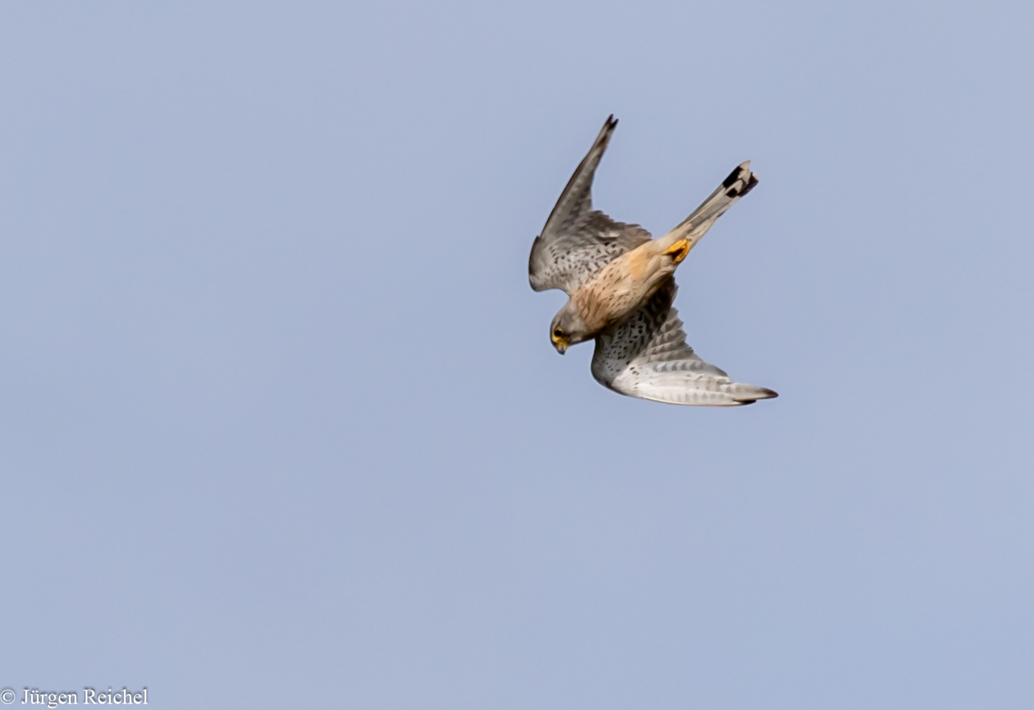 Turmfalke ( Falco tinnunculus ) 