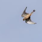 Turmfalke ( Falco tinnunculus ) 