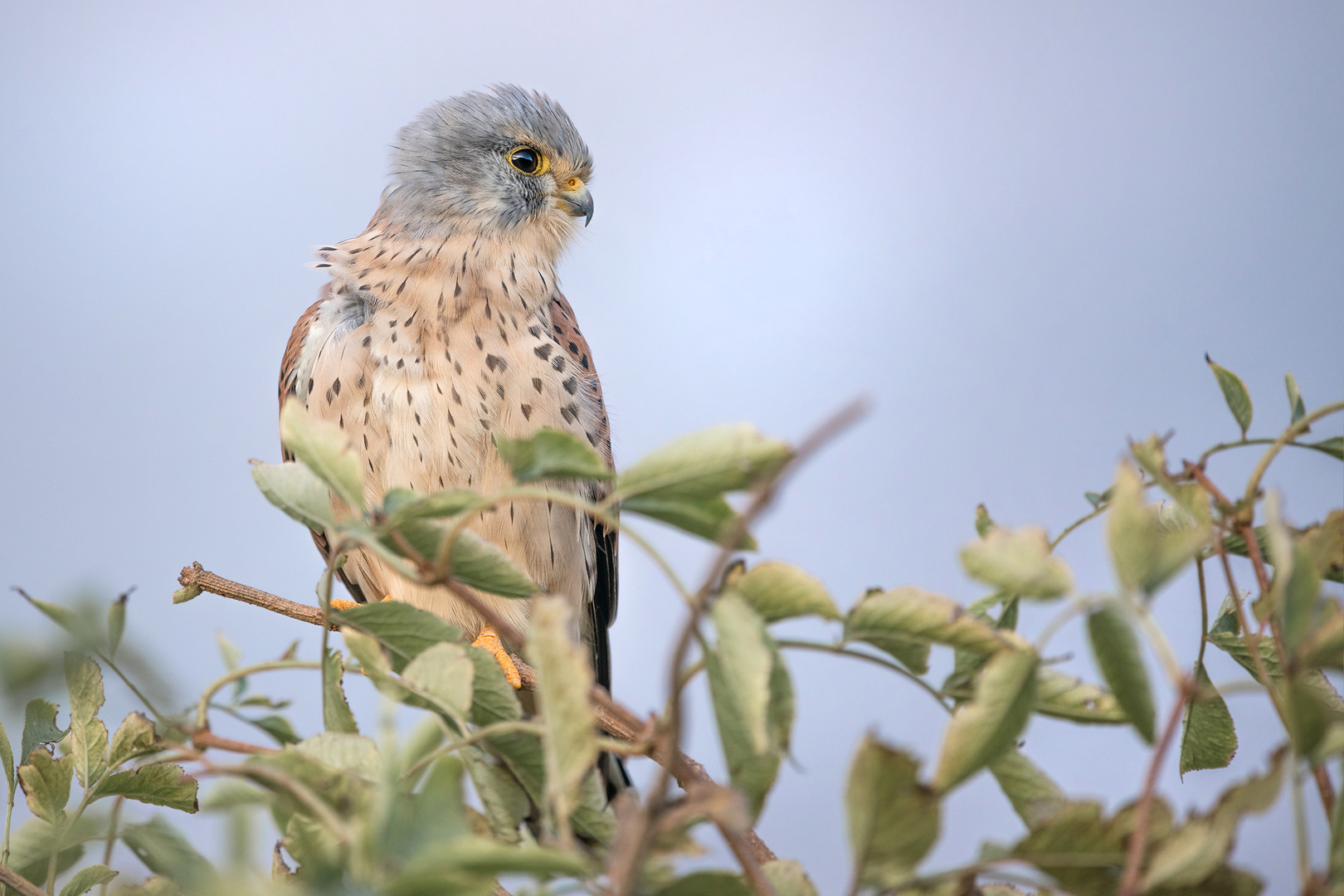 Turmfalke (Falco tinnunculus)