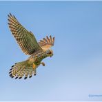 turmfalke (falco tinnunculus) ....