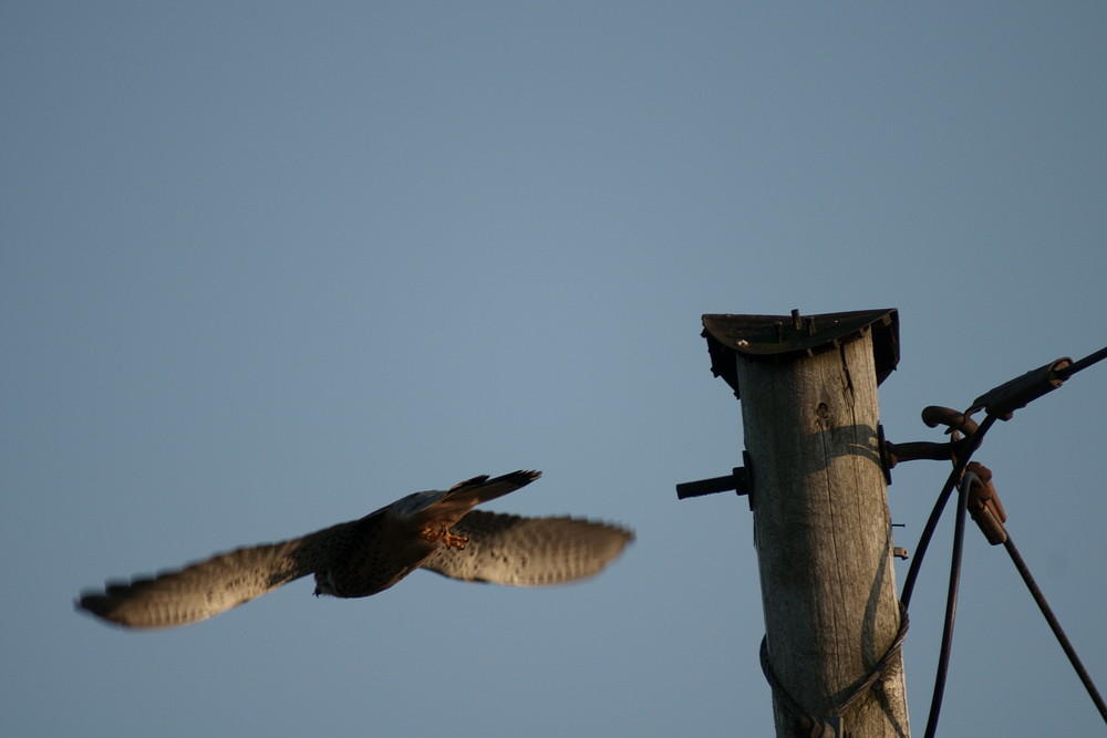 Turmfalke (Falco tinnunculus) I