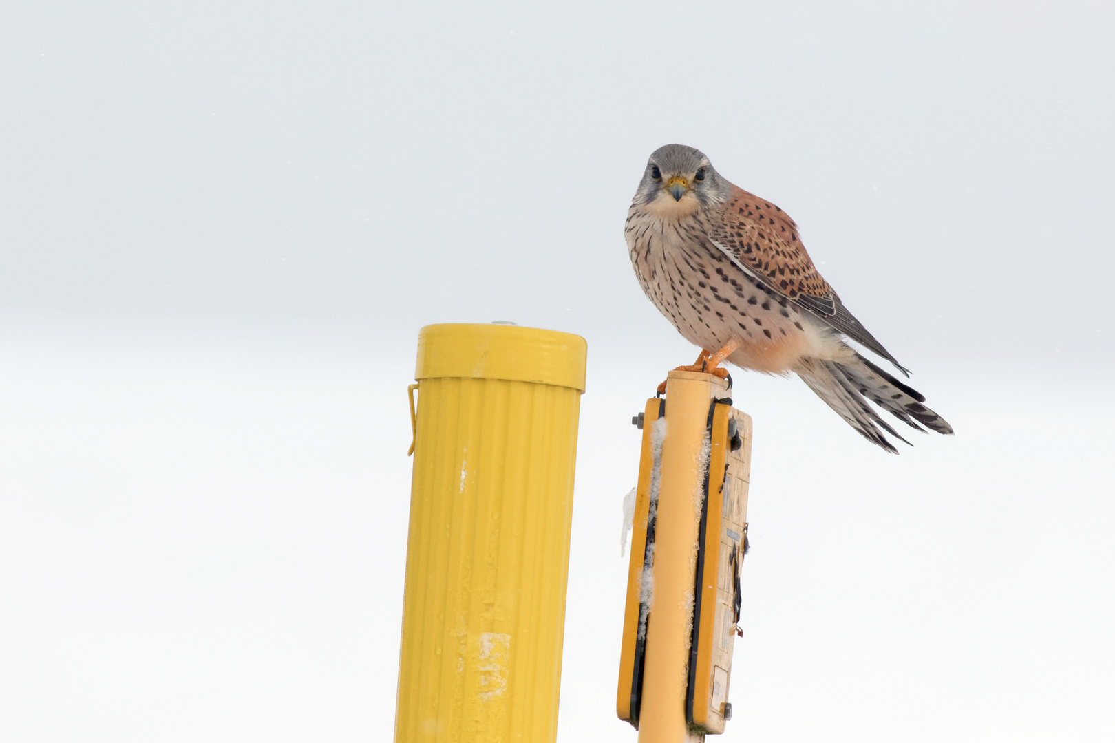 Turmfalke - Falco tinnunculus - in der Schneelandschaft 