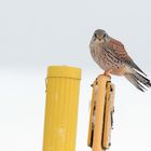 Turmfalke - Falco tinnunculus - in der Schneelandschaft 