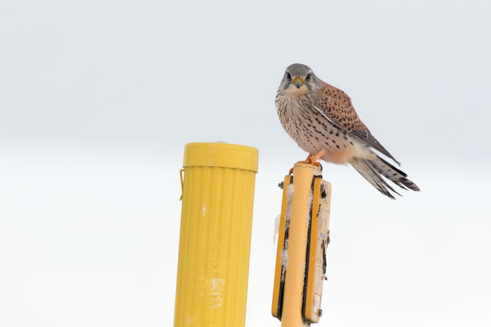 Turmfalke - Falco tinnunculus - in der Schneelandschaft 