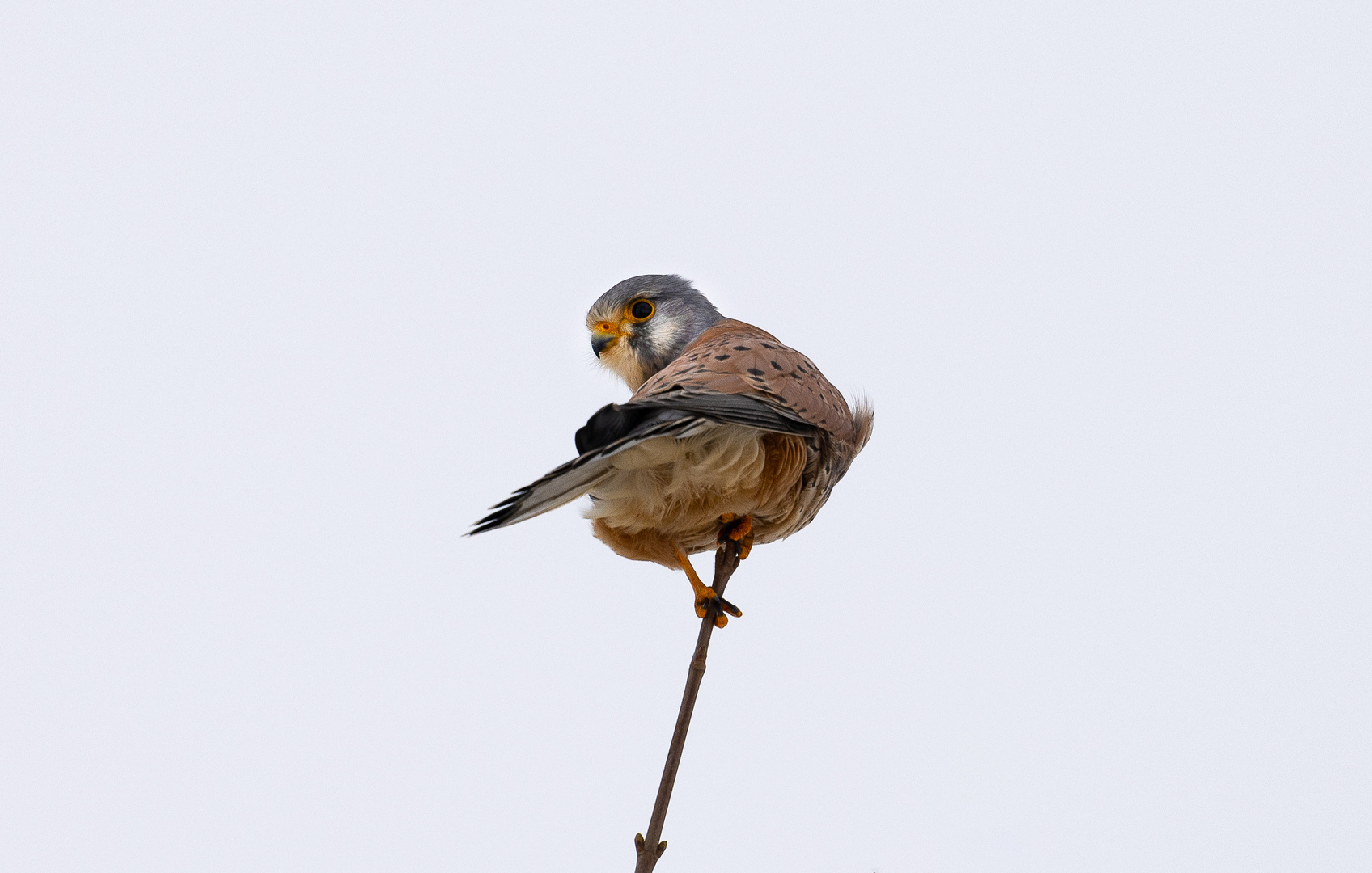 Turmfalke (Falco tinnunculus) in Nordhessen