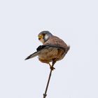 Turmfalke (Falco tinnunculus) in Nordhessen