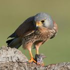 Turmfalke (falco tinnunculus) m mit Maus