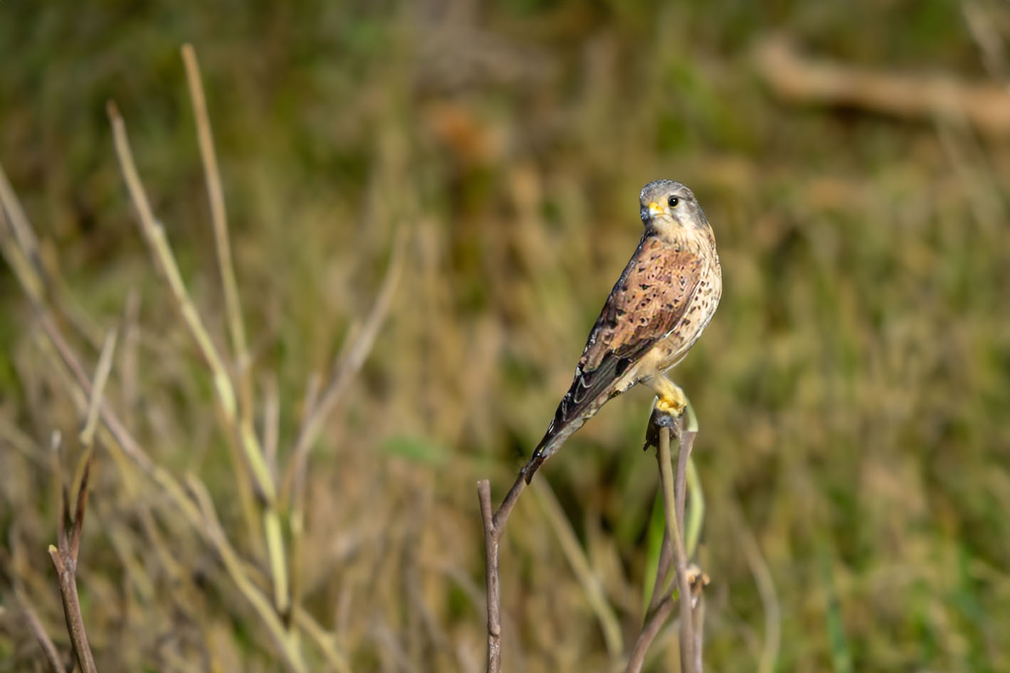 Turmfalke (Falco tinnunculus), Männchen