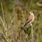 Turmfalke (Falco tinnunculus), Männchen