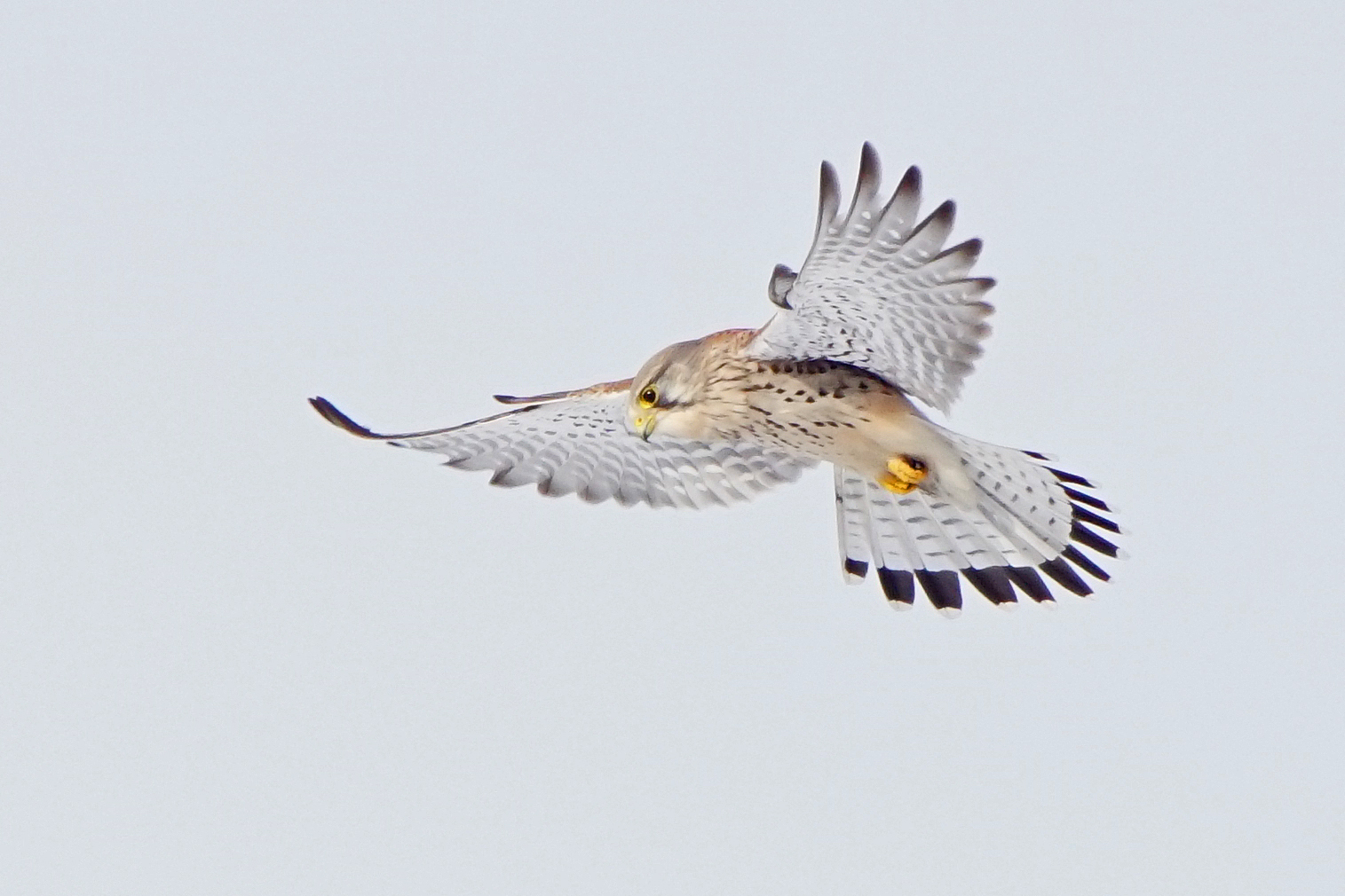 Turmfalke (Falco tinnunculus), Männchen