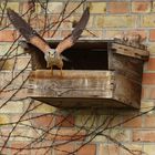 Turmfalke (Falco tinnunculus) - männlich | abfliegend