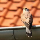 Turmfalke (Falco tinnunculus) - männlich