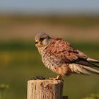 Turmfalke (Falco tinnunculus) - männlich