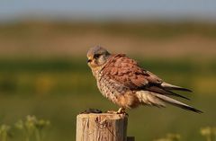 Turmfalke (Falco tinnunculus) - männlich